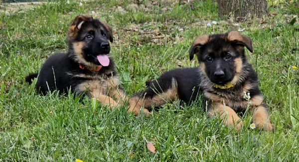 Cucciolo Maschio e Femmina Pastore Tedesco Pelo Corto