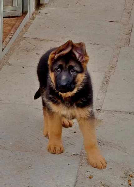 Cucciola Femmina di Pastore Tedesco | Foto 2