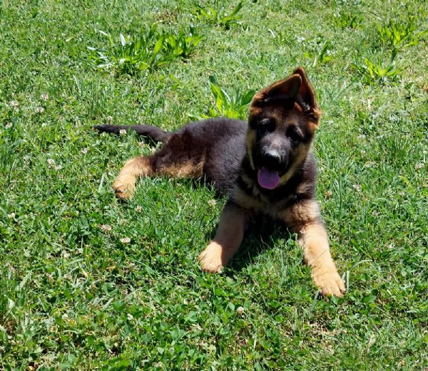 Cucciola Femmina di Pastore Tedesco | Foto 1