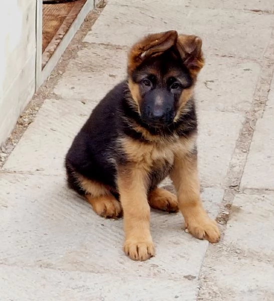 Cucciola Femmina di Pastore Tedesco | Foto 0