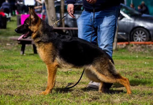 Cucciolo Maschio di Pastore Tedesco a Pelo Corto | Foto 1