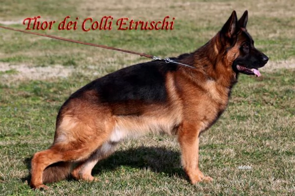 Cucciolo di Pastore Tedesco a Pelo Corto | Foto 0