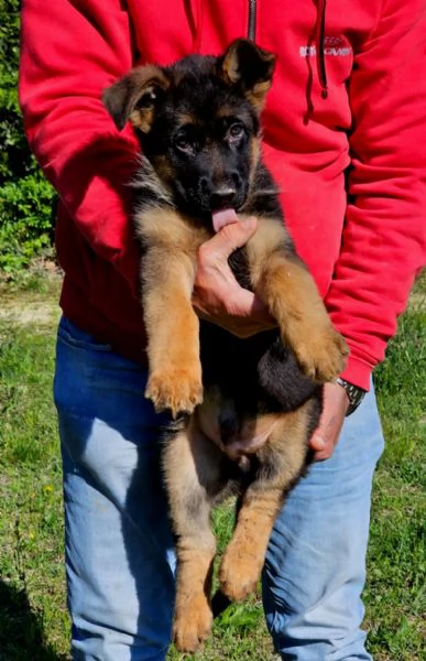 Cucciolo Di Pastore Tedesco a Pelo Corto | Foto 2