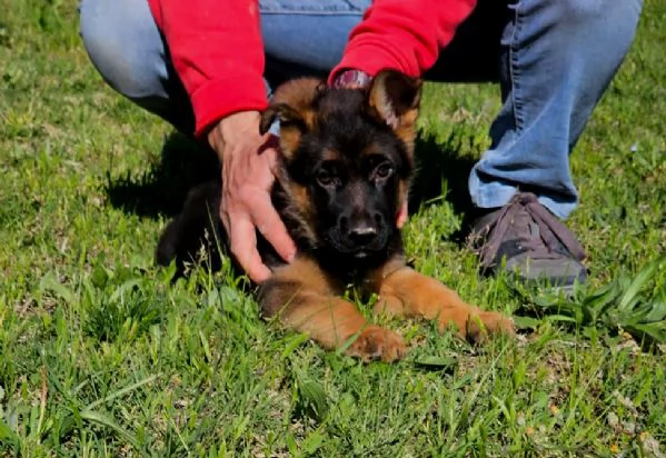 Cucciolo Di Pastore Tedesco a Pelo Corto