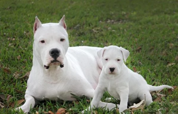 cuccioli di razza dogo argentino