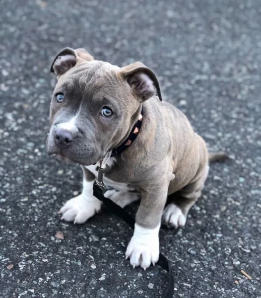 pitbull maschio