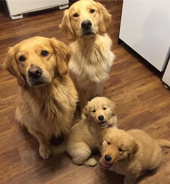 amorevoli cuccioli di golden retriever pronti per le case