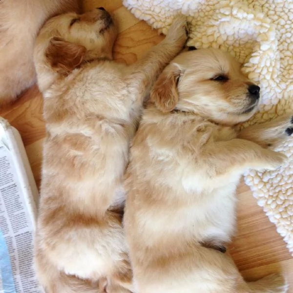 amorevoli cuccioli di golden retriever pronti per le case | Foto 0