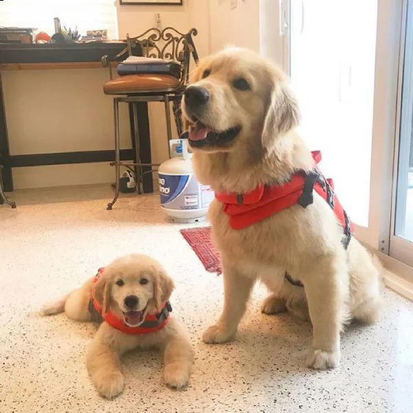 cuccioli di golden retrievers | Foto 0