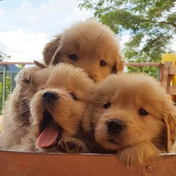 cuccioli di golden retrievers