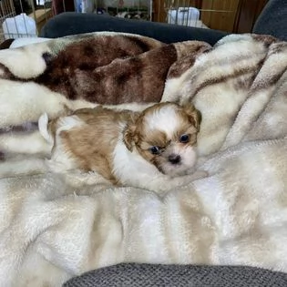 shih tzu di 10 settimane | Foto 0