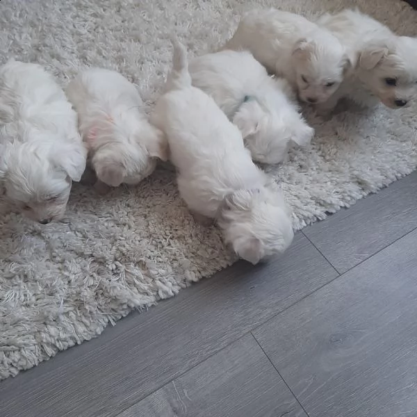 vendo maltesi