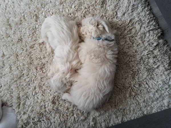 vendo cuccioli maltese 