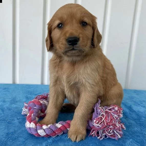 cuccioli di golden retriever con documenti | Foto 2
