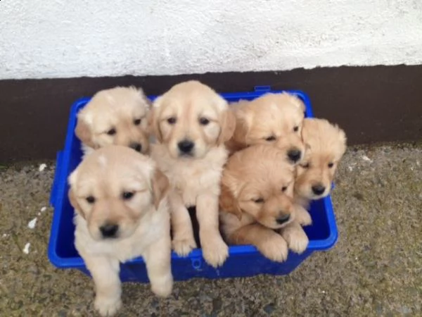 cuccioli di golden retriever con documenti | Foto 1