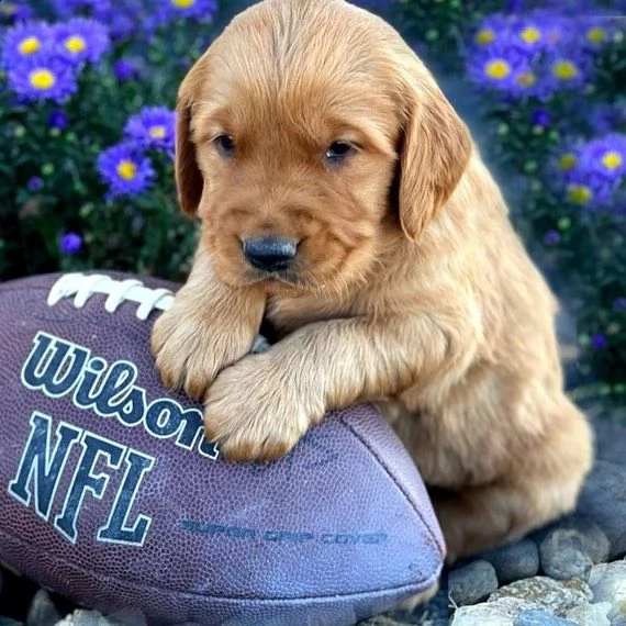cuccioli di golden retriever con documenti | Foto 0