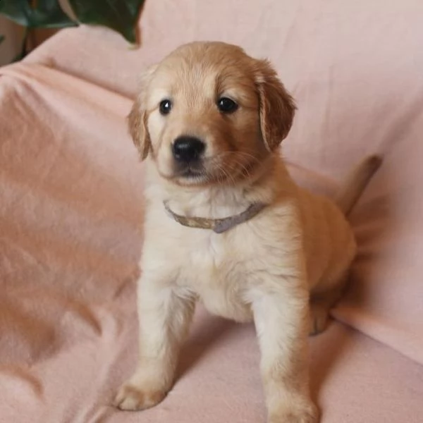 cuccioli di golden retriever con documenti