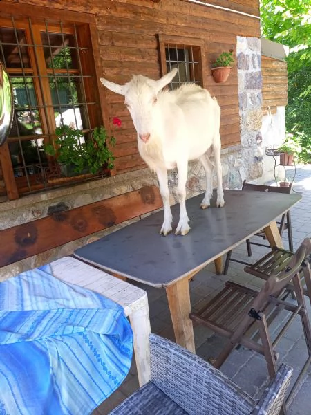 vengo 2 becchi saanen | Foto 0