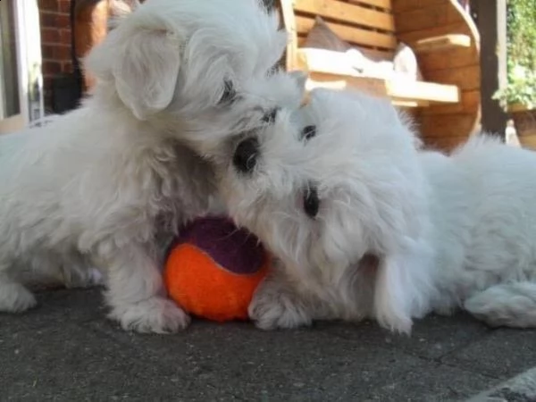 adorabili cuccioli maltesi | Foto 0