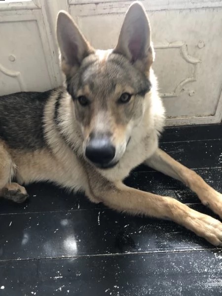 lupo cecoslovacco di 2 anni e mezzo in adozione  | Foto 3