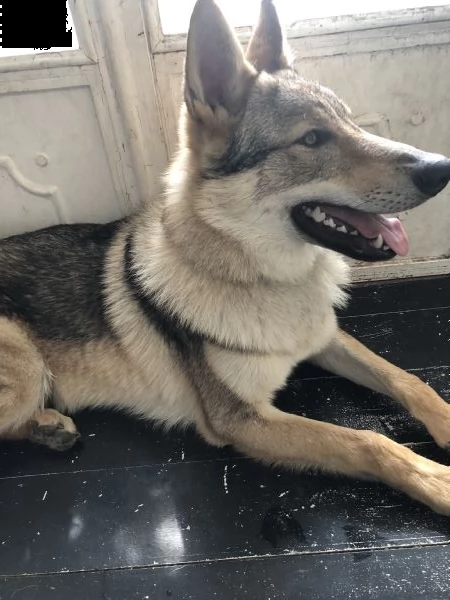 lupo cecoslovacco di 2 anni e mezzo in adozione  | Foto 0