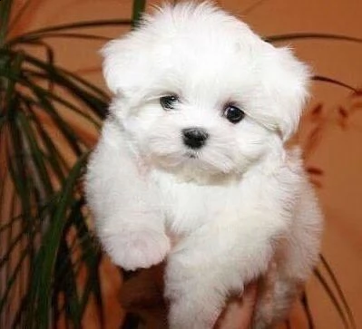  regalo allevamento maltesi taglia mini toy ho bellissimi cuccioli maltese pronti per loro nuove cas