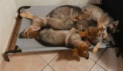 cuccioli di lupo cecoslovacco | Foto 0