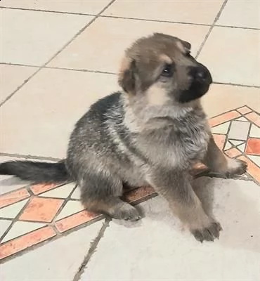 cuccioli di lupo cecoslovacco