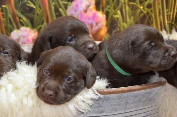 cuccioli di labradoodle | Foto 0