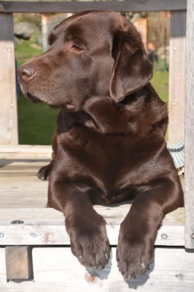cuccioli di labradoodle