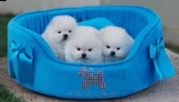 cuccioli di pomerania toy bella