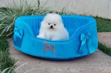 cuccioli di pomerania toy bella | Foto 0