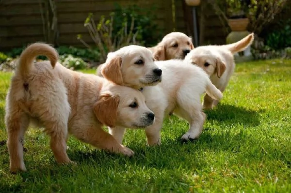 cuccioli di golden retriever con pedigree-