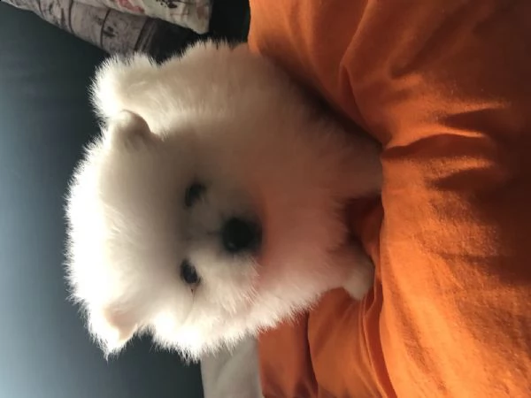 spitz di pomerania/volpino tedesco nano/toy | Foto 6
