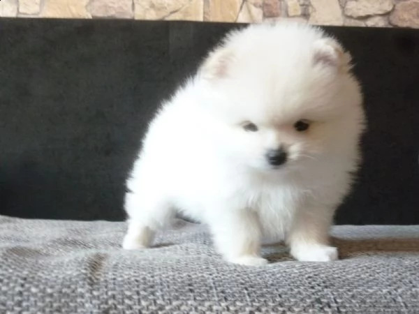 spitz di pomerania/volpino tedesco nano/toy | Foto 5