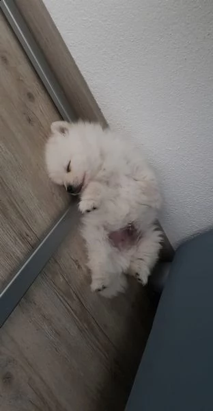 spitz di pomerania/volpino tedesco nano/toy | Foto 4