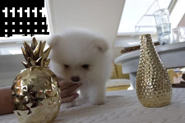 spitz di pomerania/volpino tedesco nano/toy | Foto 3