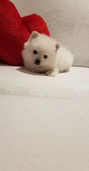 spitz di pomerania/volpino tedesco nano/toy | Foto 2