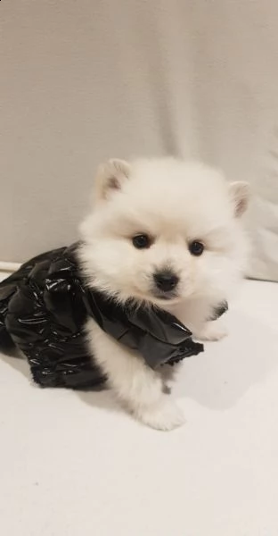 spitz di pomerania/volpino tedesco nano/toy
