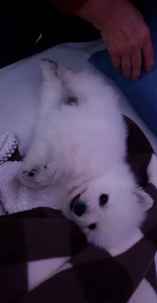 spitz di pomerania/volpino tedesco nano/toy | Foto 1