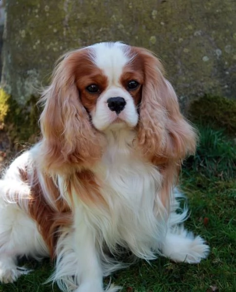 cuccioli cavalier king charles | Foto 4