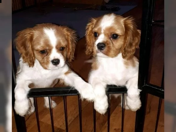 cuccioli cavalier king charles | Foto 3