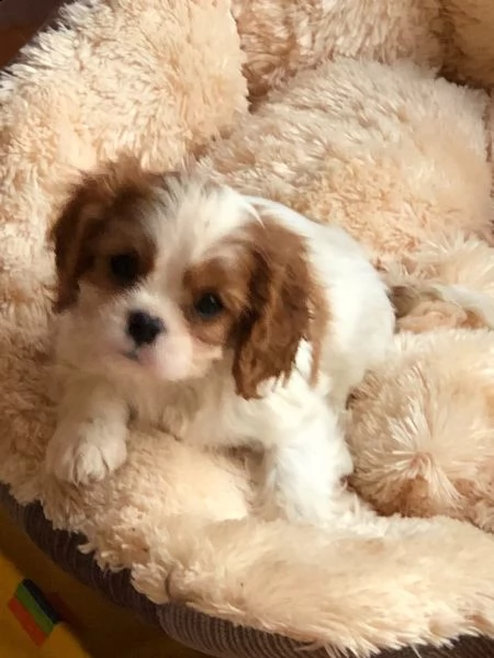 cuccioli cavalier king charles