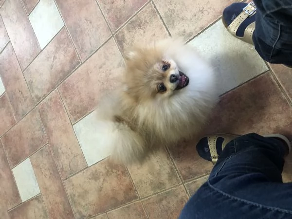 cuccioli spitz tedesco nano  | Foto 2