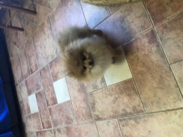 cuccioli spitz tedesco nano  | Foto 1