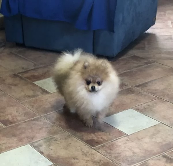 cuccioli spitz tedesco nano 