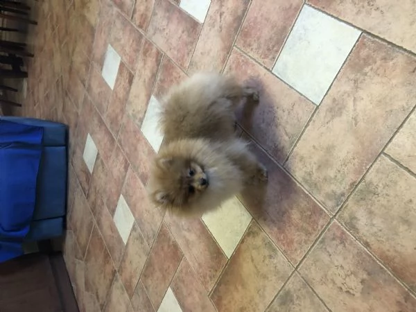 cuccioli spitz tedesco nano  | Foto 0