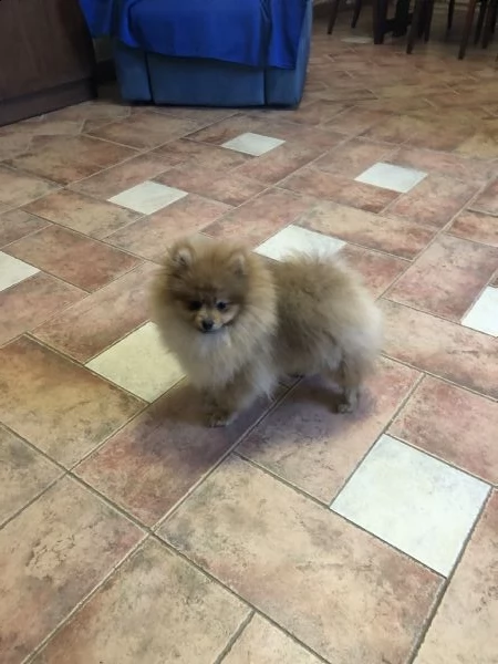 cuccioli spitz tedesco nano 