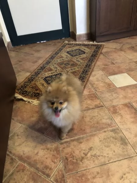 cuccioli spitz tedesco nano  | Foto 1