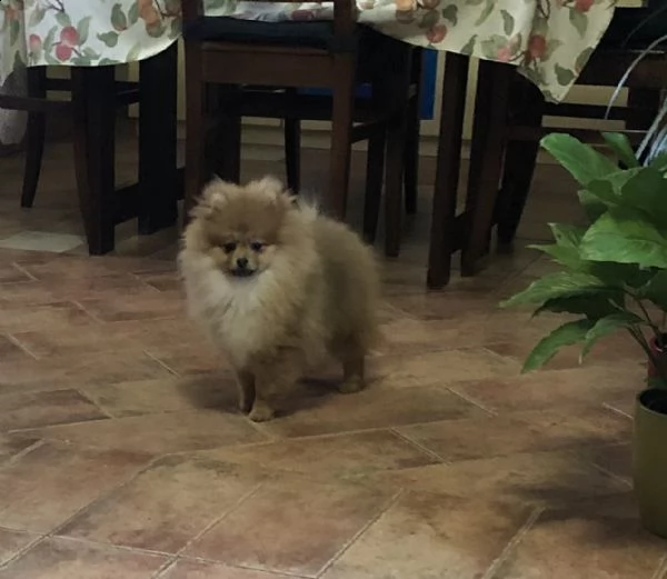 cuccioli spitz tedesco nano  | Foto 0